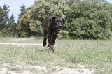 CANE CORSO 048